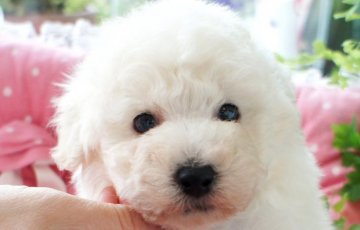 トイプードル(タイニー)【兵庫県・男の子・2017年3月29日・ホワイト】の写真「両親チャンピオン直子★癒し系の天使くん♪」