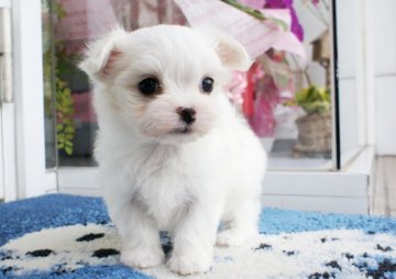 マルチーズ【兵庫県・女の子・2019年9月29日・ホワイト】の写真「良血★癒し系の妖精ちゃん★」