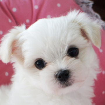 マルチーズ【兵庫県・女の子・2022年4月27日・ホワイト】の写真「ミニミニの可愛いお顔の癒し系の天使ちゃん♡」