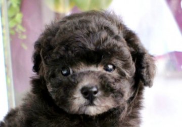 トイプードル(ティーカップ)【兵庫県・女の子・2019年7月6日・シルバー】の写真「ママはJKCチャンピオン★癒し系の妖精ちゃん★」