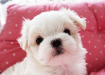 マルチーズ【兵庫県・男の子・2020年1月26日・ホワイト】の写真「良血★癒し系天使の様な男の仔★」