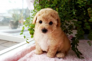 トイプードル(タイニー)【兵庫県・女の子・2021年7月1日・アプリコット】の写真「ママはチャンピオン直子★癒し系の妖精ちゃん♡」