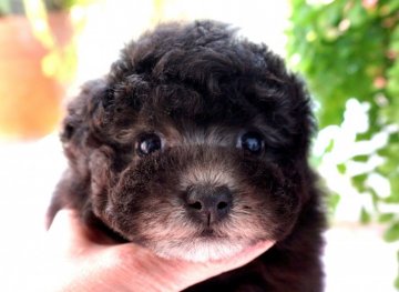 トイプードル(タイニー)【兵庫県・女の子・2020年11月19日・シルバー】の写真「ママはチャンピオン★癒し系の妖精ちゃん♡」