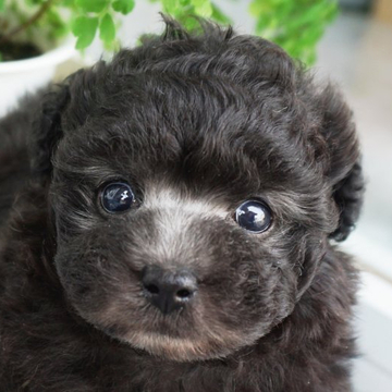 トイプードル(タイニー)【兵庫県・女の子・2022年5月1日・シルバー】の写真「ママはチャンピオン直子タイニー小さめの天使💛」