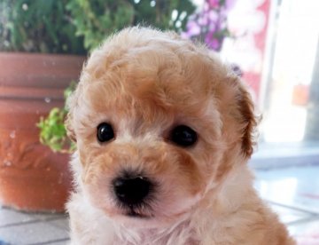 トイプードル(タイニー)【兵庫県・女の子・2020年4月13日・アプリコット】の写真「ママはチャンピオン直子★癒し系の妖精ちゃん♡」