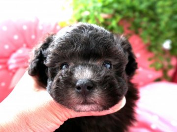 トイプードル(タイニー)【兵庫県・女の子・2020年12月24日・シルバー】の写真「ママは良血★癒し系のプリンセスちゃん♡」