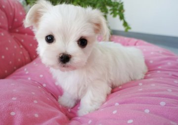 マルチーズ【兵庫県・女の子・2018年3月3日・ホワイト】の写真「パパはチャンピオン直子★癒し系の妖精ちゃん♪」