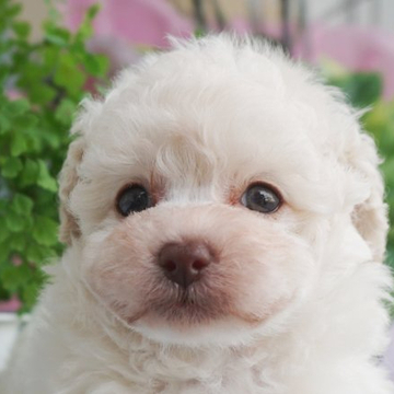 トイプードル(タイニー)【兵庫県・女の子・2022年5月1日・ホワイト】の写真「ママはチャンピオン直子小さなプリンセスちゃん❤」