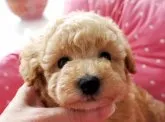 タイニープードル【兵庫県・女の子・2018年6月1日・アプリコット】の写真1「良血で可愛いお顔の女の仔です♡」