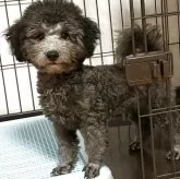 トイプードル(トイ)