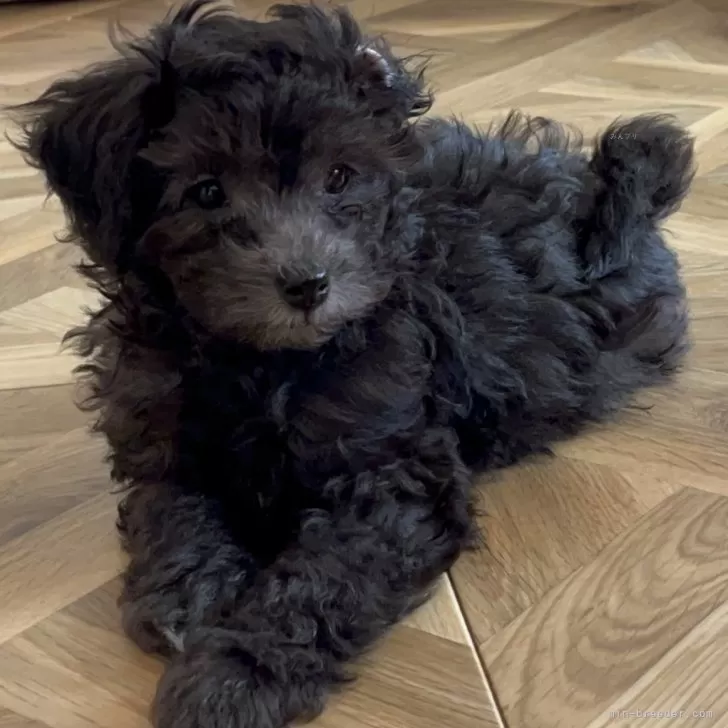 ID:2312-05240の子犬