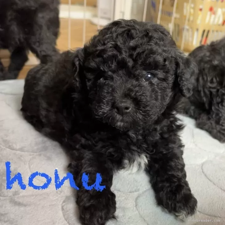 ID：2407-05165の子犬