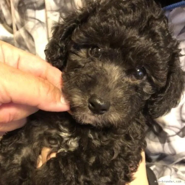 ID：2211-03599の子犬