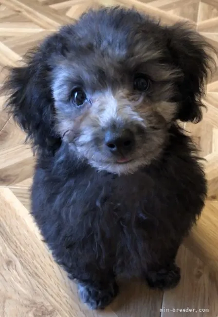 ID：2112-02248の子犬