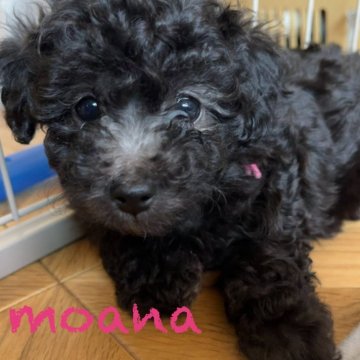 トイプードル(トイ)【群馬県・女の子・2024年6月5日・シルバー】の写真「優しいお顔の女の子♡」