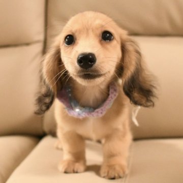 カニンヘンダックスフンド(ロング)【和歌山県・男の子・2025年5月22日・イエロー】の写真「可愛い男の子」