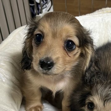 カニンヘンダックスフンド(ロング)【和歌山県・女の子・2024年10月25日・レッド】の写真「可愛い子💕」