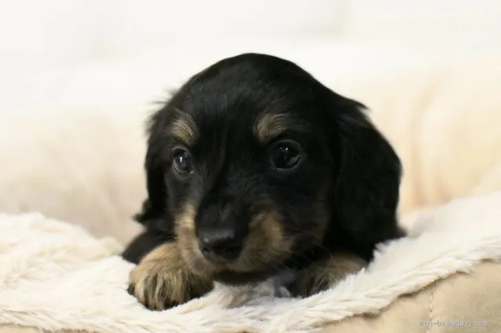 ID：1904-02585の子犬