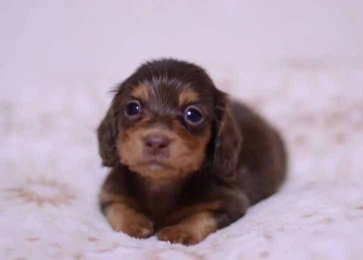 ID：1608-01937の子犬