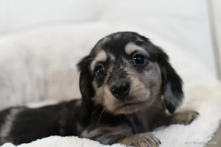 ID：1901-00647の子犬