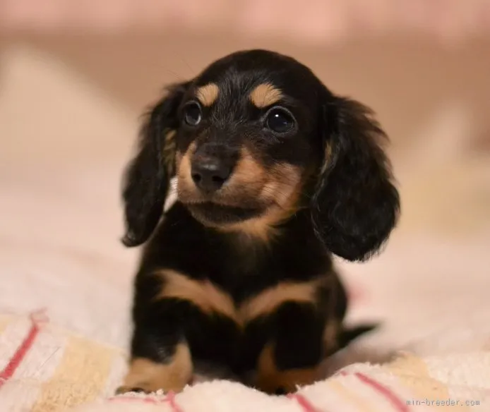 ID：1511-00269の子犬