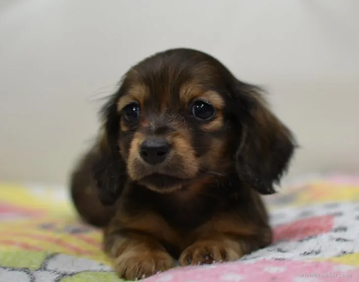 ID：1801-00929の子犬