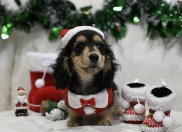 カニンヘンダックスフンド(ロング)【和歌山県・男の子・2018年9月10日・ブラックタン】の写真「極小  pra安心」