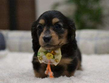 ミニチュアダックスフンド(ロング)【和歌山県・女の子・2018年6月6日・ブラックタン】の写真「小振りちゃん PRA安心 ダックス専門犬舎‼︎」