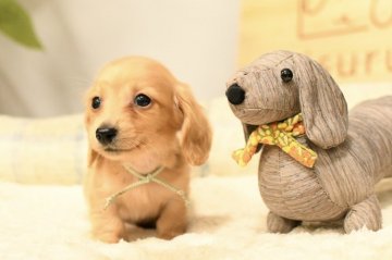 カニンヘンダックスフンド(ロング)【和歌山県・男の子・2022年1月16日・ゴールド】の写真「可愛い💕PRA安心」