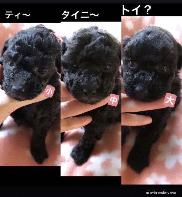 宇都宮幸子ブリーダーのブログ：32020.03.14ホワイトデー生まれ♡