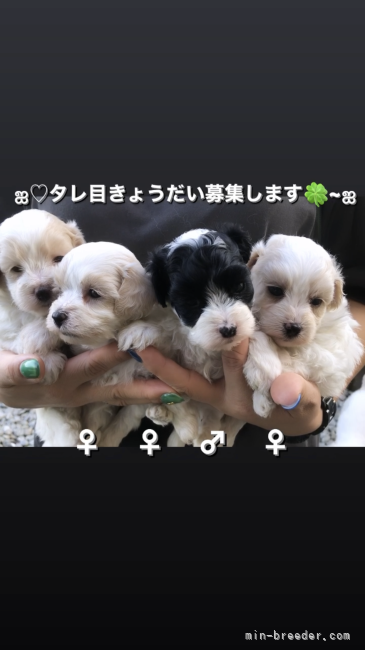宇都宮幸子ブリーダーのブログ：募集予定です🌻