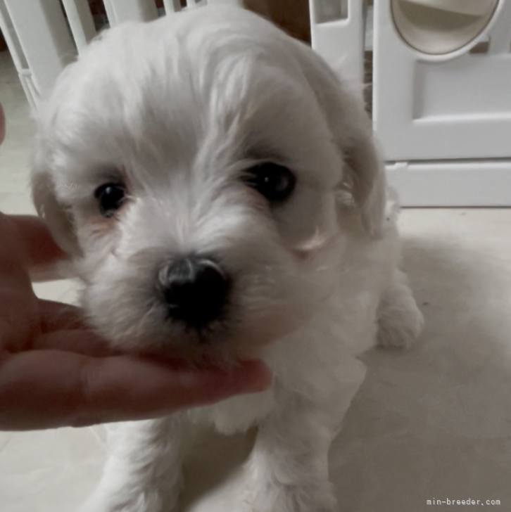 ブリーダー画像