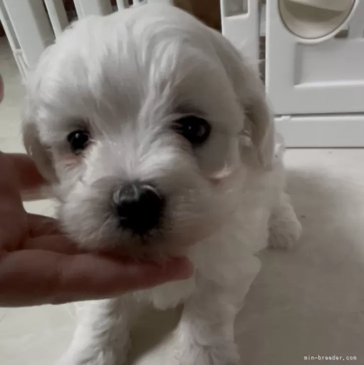 ペキプー(トイプードル×ペキニーズ)【愛媛県・女の子・2025年11月1日・ホワイト&amp;クリーム】の写真1「幼いお顔で小ぶりサイズ♡お耳も可愛い♡」