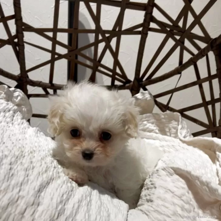 Y.K 様のお迎えした子犬
