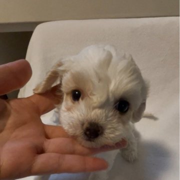 チワプー(トイプードル×チワプー)【愛媛県・女の子・2025年11月1日・ホワイト&クリーム】の写真「丸顔でおっとりFaceのかわいい子♡」