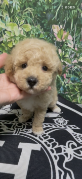 トイプードル(トイ)【愛媛県・男の子・2025年10月29日・クリーム ベージュ】の写真「優しいお顔のもふもふBOY♡」