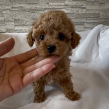 ティーカッププードル【愛媛県・男の子・2025年10月16日・レッド】の写真「人気短足🐾♥️濃いレッド❤️毛量巻きパッチリ👍」