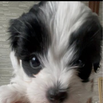 ペキプー(トイプードル×ペキニーズ)【愛媛県・女の子・2025年11月1日・ホワイト&ブラックパーティーカラー】の写真「短足丸顔でかわいいペキプープー兄妹です♡♡♡」