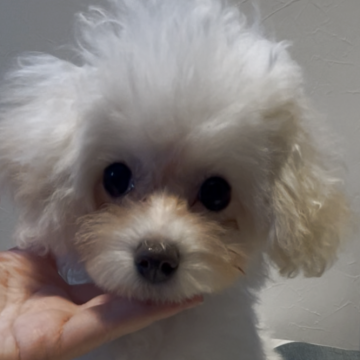トイプードル(ティーカップ)【愛媛県・女の子・2025年8月8日・ホワイト&アプリコットパーティーカラー】の写真「短足🐾童顔で永遠のbaby faceタイプ😊♡」