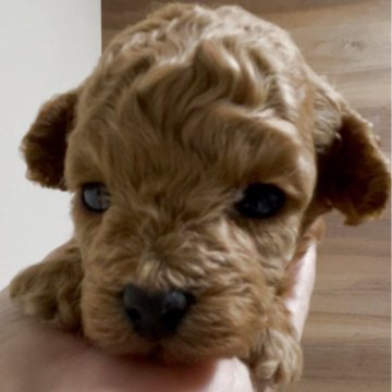 トイプードル(タイニー)【愛媛県・男の子・2025年10月16日・レッド】の写真「濃いめ
レッド❤️短足アンヨ🐾かわいいボク😊」