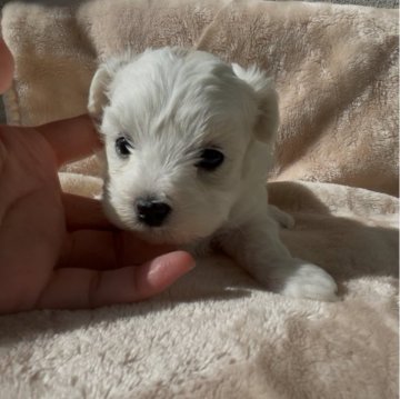 ペキプー(トイプードル×ペキニーズ)【愛媛県・女の子・2025年11月1日・ホワイト&クリーム】の写真「短足丸顔でかわいいペキプープー兄妹です♡♡♡」