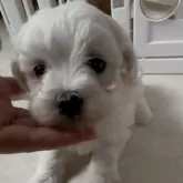 ペキプー(トイプードル×ペキニーズ)【愛媛県・女の子・2025年11月1日・ホワイト&クリーム】の写真1「幼いお顔で小ぶりサイズ♡お耳も可愛い♡」