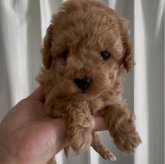 トイプードル(タイニー)
