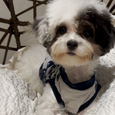 トイプードル(タイニー)