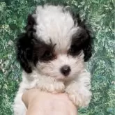 ティーカッププードル