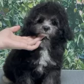 タイニープードル