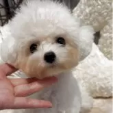 ティーカッププードル