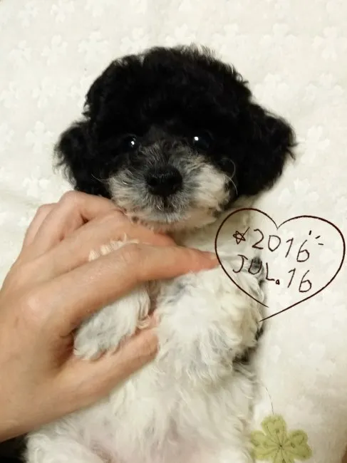 ID：1607-00301の子犬