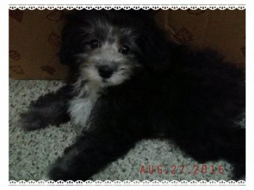 トイプードル(ティーカップ)【愛媛県・女の子・2016年5月24日・シルバー&ホワイト パーティーカラー】の写真「小さい可愛い両親の可愛い可愛い女の子」