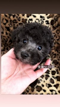 トイプードル(タイニー)【愛媛県・男の子・2020年3月14日・シルバー】の写真「くるりんマツゲの3兄弟です♡♡」